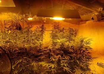 Разкриха оранжерия за коноп в село Житница: 37-годишен мъж с обвинение от прокуратурата