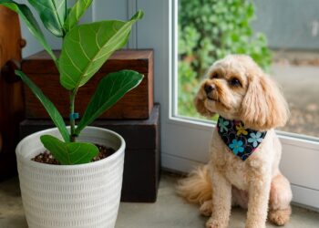 „Малко куче с къдрава козина седи до фикус лира в саксия в светла стая – популярно, но токсично стайно растение за домашни любимци.“