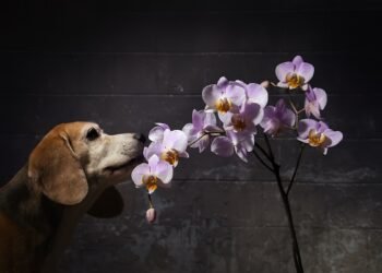 Орхидеи и кучета: Опасни ли са за домашните любимци?