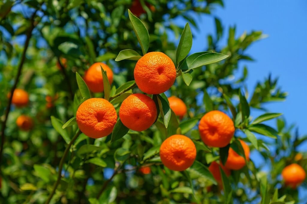 Дръвче със зрели плодове от Сатсума мандарина – студоустойчив цитрус, подходящ за отглеждане в България