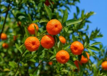 Дръвче със зрели плодове от Сатсума мандарина – студоустойчив цитрус, подходящ за отглеждане в България
