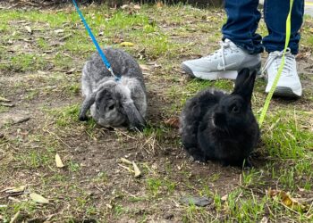 Дългоухите чаровници Хумор и Смоуки впечатлиха минувачи в центъра на Варна (ВИДЕО)