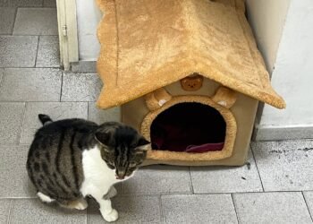 Котаракът Владислав очарова посетителите в районно кметство “Владиславово”, да се погрижим за събратята му преди лютата зима!