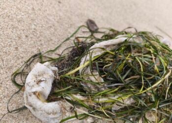 Варненец: Това, което морето изхвърля, е огледало на нашето безхаберие (СНИМКИ)