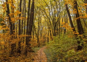 Есенна пътека сред златните гори на Шуменското плато – природна красота и спокойствие през октомври