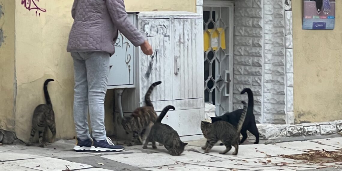 Доброволец транспортира улична котка за безплатна кастрация