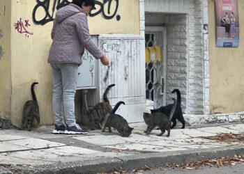 Доброволец транспортира улична котка за безплатна кастрация