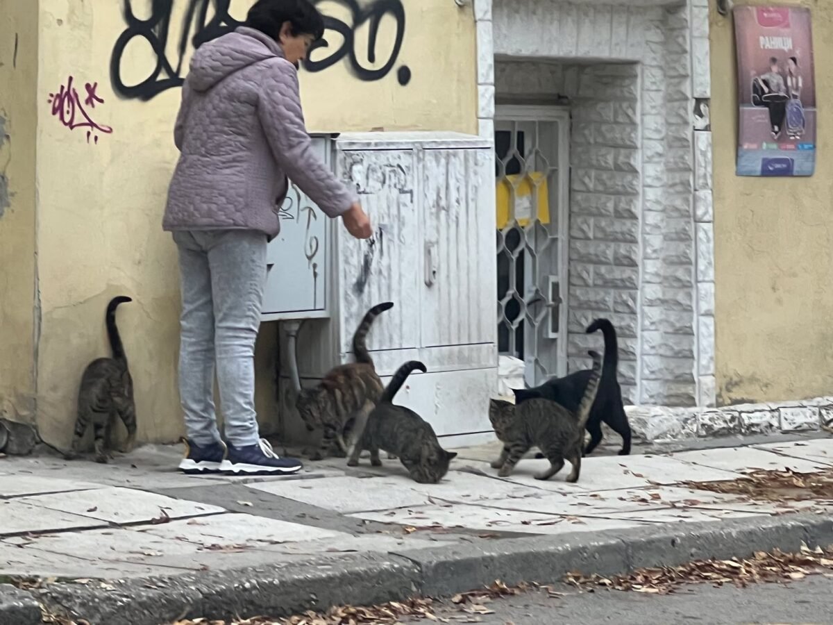 Доброволец транспортира улична котка за безплатна кастрация