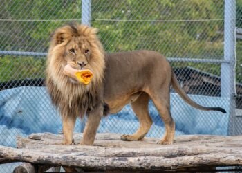 Зоопарк Варна отпразнува Деня на тиквата с фотосесия на своите обитатели
