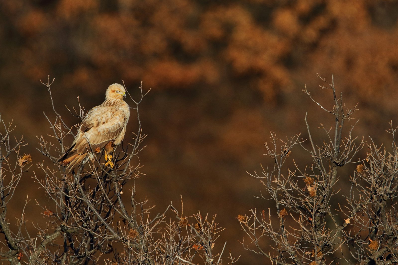 Белоопашат мишелов. Източник: Светослав Спасов. БДЗП