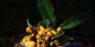 Богатствата на есента: Мушмулите – малко познати, но много вкусни и полезни