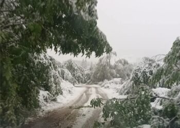 Ограничено е движението през прохода „Петрохан“ за премахване на паднали дървета и снегопочистване