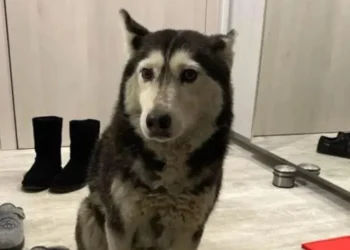 „Спаси и човечността“: Граждани искат психиатрични тестове за хора, които малтретират животни