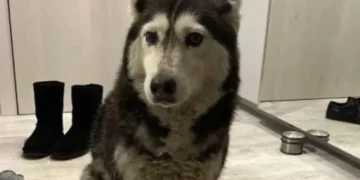 „Спаси и човечността“: Граждани искат психиатрични тестове за хора, които малтретират животни