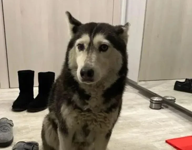 „Спаси и човечността“: Граждани искат психиатрични тестове за хора, които малтретират животни