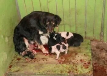 Природозащитници на протест: Адът в Каменар се завръща! Няма да допуснем “д-р Менгеле” отново да убива животни в приюта