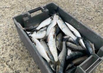 Нерегламентирана продажба на риба установена във Вълчи дол