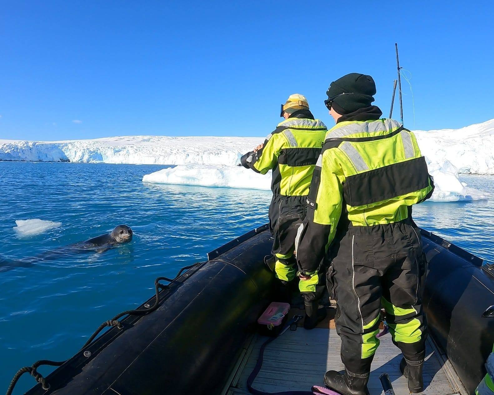 Биолози изследват леопардов тюлен в района на Южния залив като част от 34-тата българска антарктическа експедиция