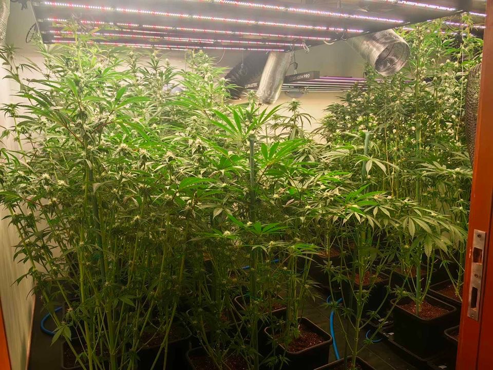 Модерно оборудвана вътрешна наркооранжерия, разкрита от полицията във Варна