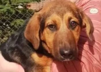 Добрата новина: Осиновиха кученцето от приюта в Каменар, което участва в спектакъла “Странни случки с куче през нощта”