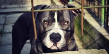 Красимир Конов, окръжен прокурор на Варна: Нужна е специализирана институция, която носи отговорност за агресивните домашни и бездомни животни (ВИДЕО)