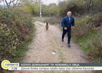 Овцата Калинка пие кафе и вино, прави крос със стопанина си Дончо всяка сутрин  (ВИДЕО)