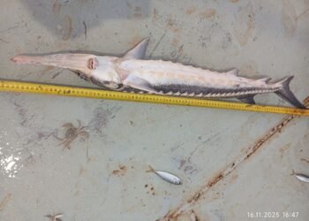 Спасиха уловена есетра край Варна и взеха ДНК проби