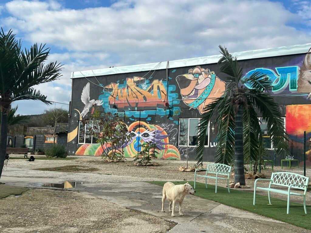 „Спасени кучета в парка Лъки Хънт край Девня, играещи свободно в просторните зони на приюта.