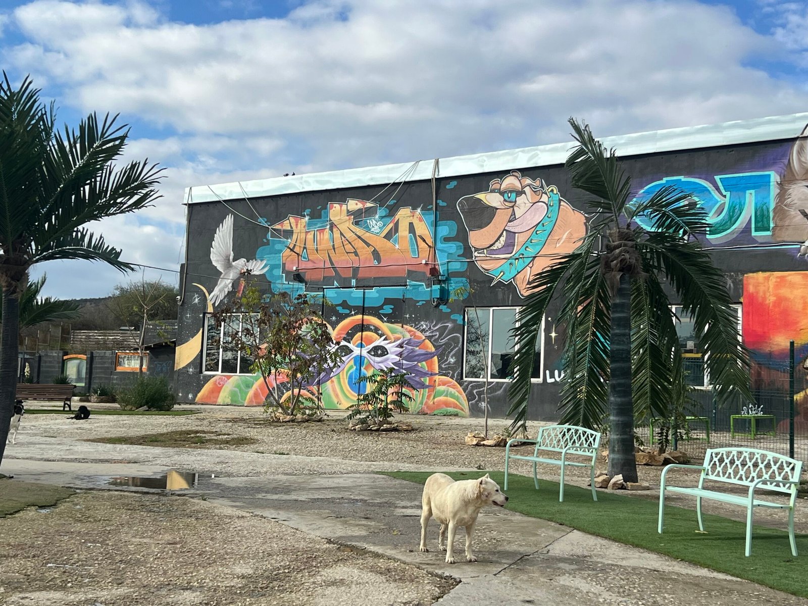 „Спасени кучета в парка Лъки Хънт край Девня, играещи свободно в просторните зони на приюта.