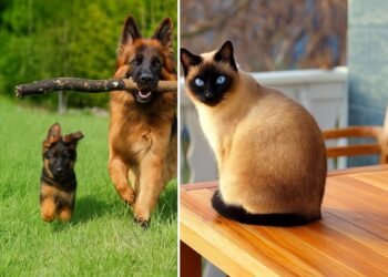 Колаж с куче и котка – немска овчарка тича с пръчка, а сиамска котка наблюдава от дървена маса. Контрастен естествен фон, ярки цветове.