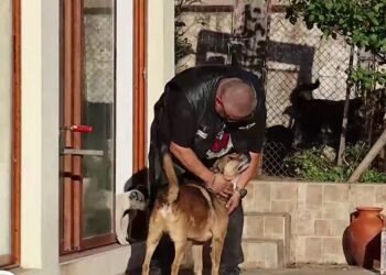 „Трябва да се преосмисли отношението към животните”: Чужденци разказват за системно насилие над кучета в Добричко (ВИДЕО)