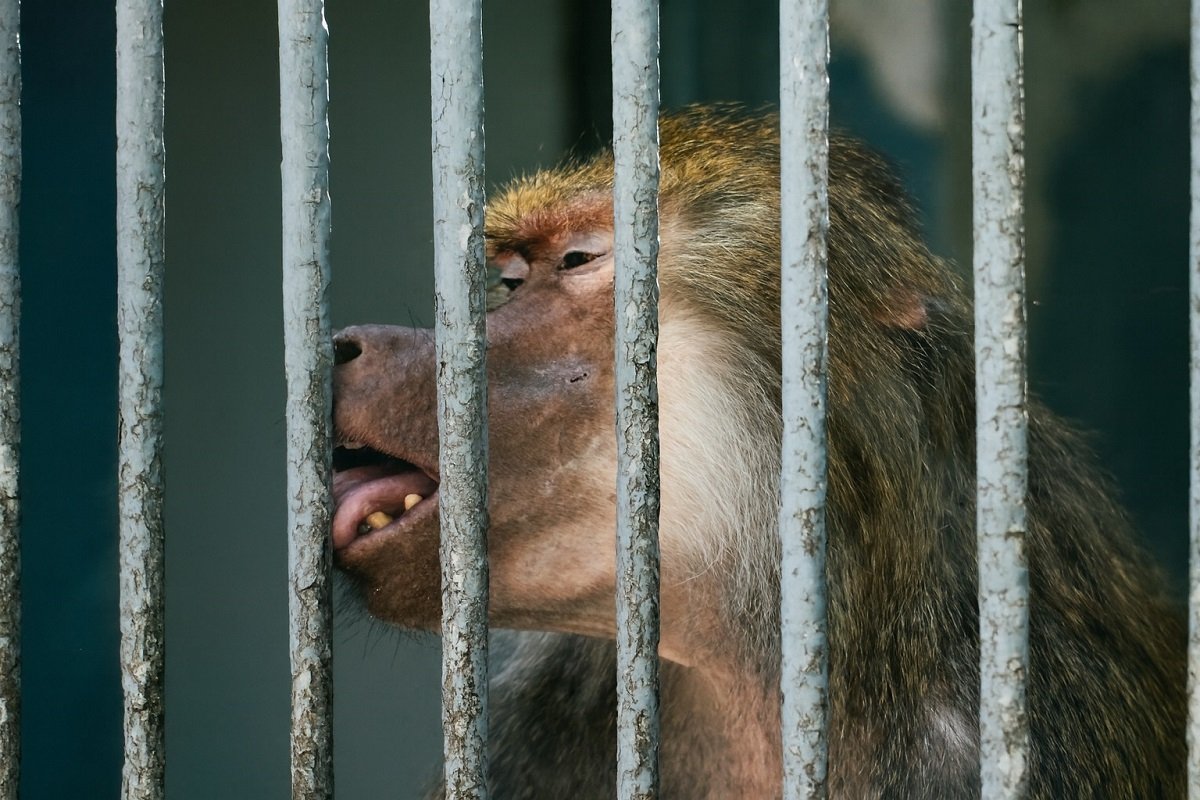 Бабун зад решетки в зоологическа градина, символизиращ ограничение и липса на свобода.