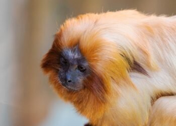 Китай изпраща редките златни маймуни със сплеснат нос в европейски зоопаркове – новата „панда дипломация“