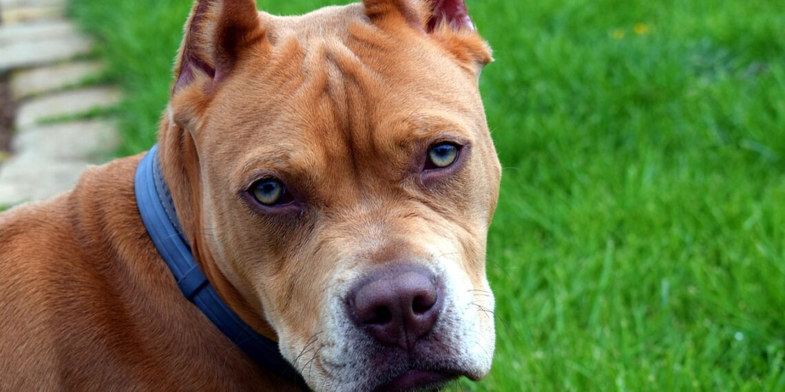 Стопанката на Лъки Хънт: Няма да позволя на никого да умъртви питбулите, които спасихме! Призовавам хората за подкрепа!