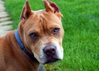 Стопанката на Лъки Хънт: Няма да позволя на никого да умъртви питбулите, които спасихме! Призовавам хората за подкрепа!