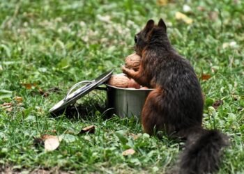 Богатствата на есента: Орехите – суперхрана за мозъка и тялото