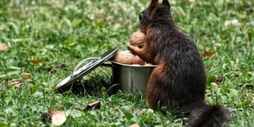 Богатствата на есента: Орехите – суперхрана за мозъка и тялото