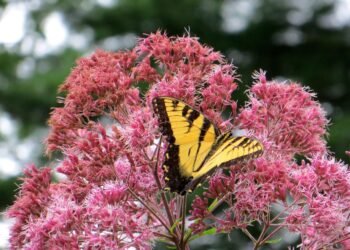 Дивите цветя, които пазят реколтата: Как природата сама защитава земеделието