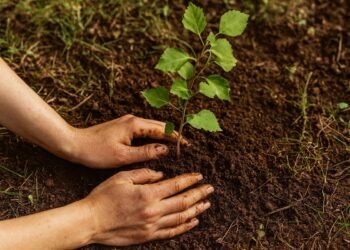 Човешки ръце засаждат младо дръвче в прясно разрохкана почва по време на кампания за залесяване.