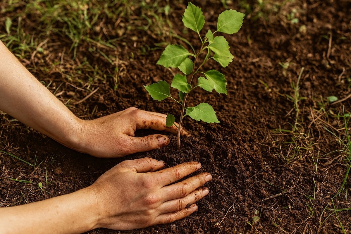Човешки ръце засаждат младо дръвче в прясно разрохкана почва по време на кампания за залесяване.