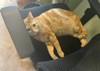 Община Белослав издирва изгубения си талисман – котарака Гарфилд