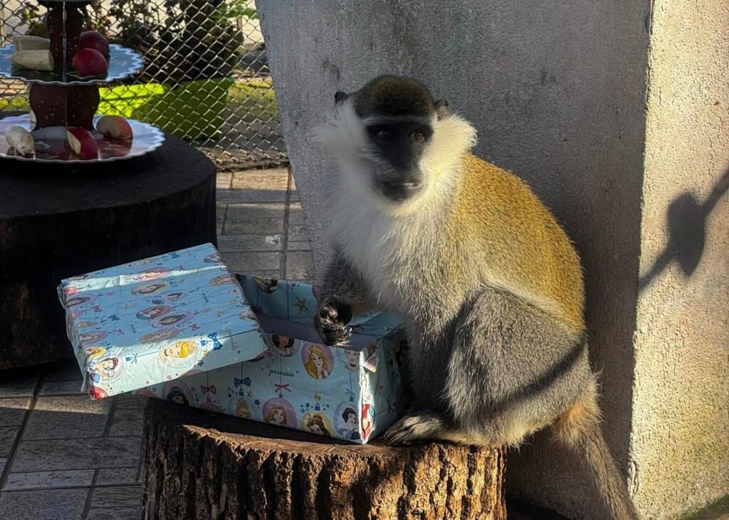 Дядо Коледа във Варна на празнична среща с деца и животни пред местообитанието на маймунките