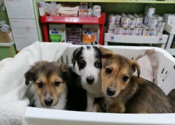 Малки опашати душички от Варна очакват своето Коледно чудо – дом и любящи стопани!