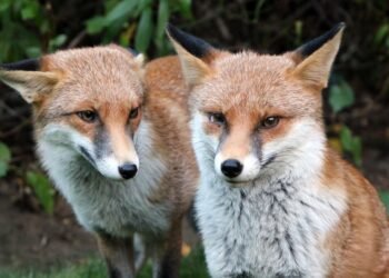 БАБХ стартира извършване на ваксинация на лисиците срещу бяс