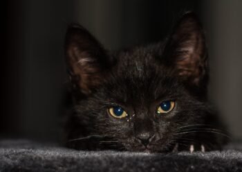 СайтЪТ пита: Кога община Варна ще обяви официално старта на безплатната пилотна програма за кастрация на улични котета?!