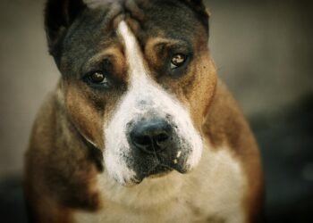 Питбулите на Васил Аджамов от Варна продължават да убиват домашни любимци, няма ли кой да ги спре?! (ВИДЕО)