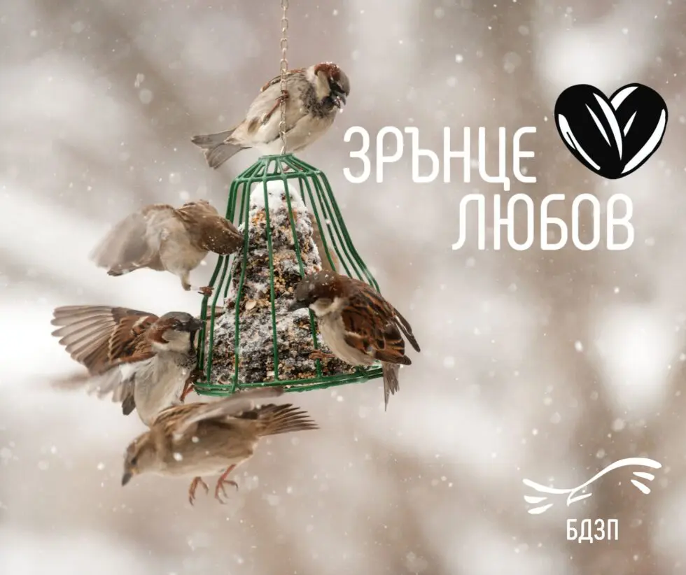 Хранилка със сурови семена, посетена от зимуващи дребни птици по време на кампанията „Зрънце Любов“.
