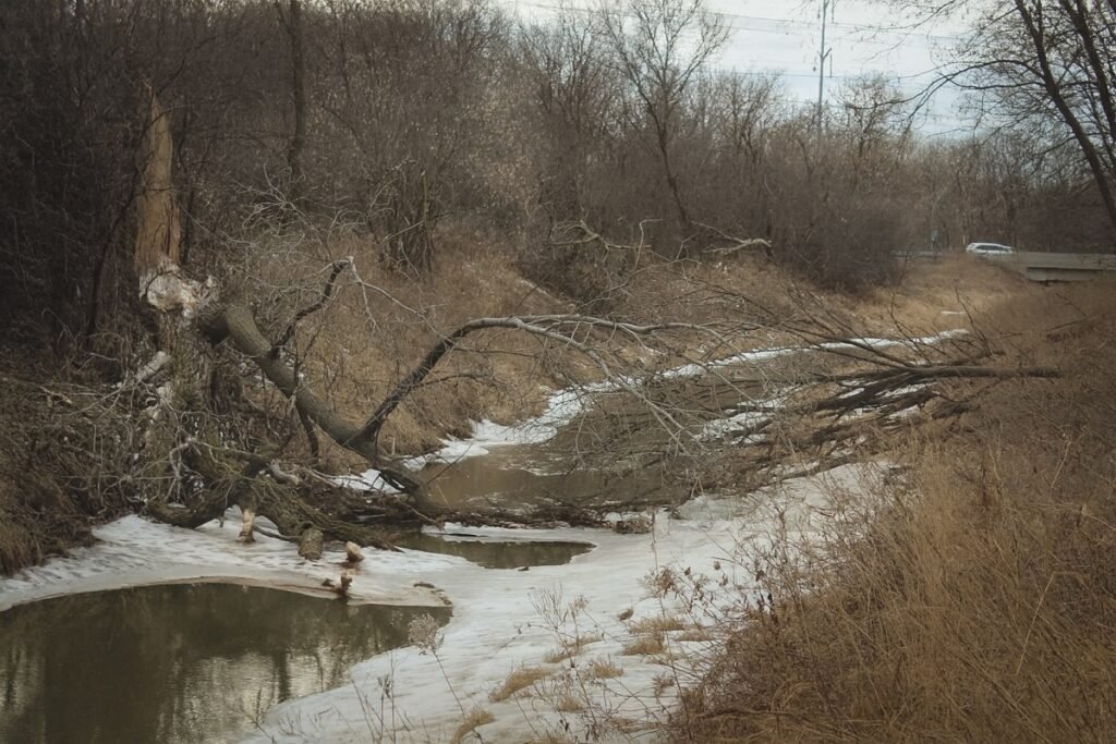 Зимна гориста местност с малка река, частично замръзнала, през която е паднало дърво; голи дървета и суха растителност обграждат спокойния пейзаж