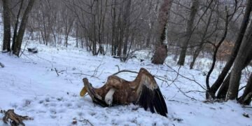 МОСВ призовава за по-добро прилагане на закона срещу отровителството на птици