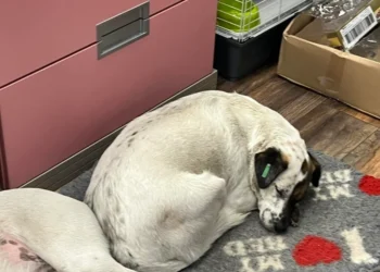 Няма ненаказано добро: Ударна атака от проверки заради човешко отношение към  бездомничета в НЕчовешки магазин